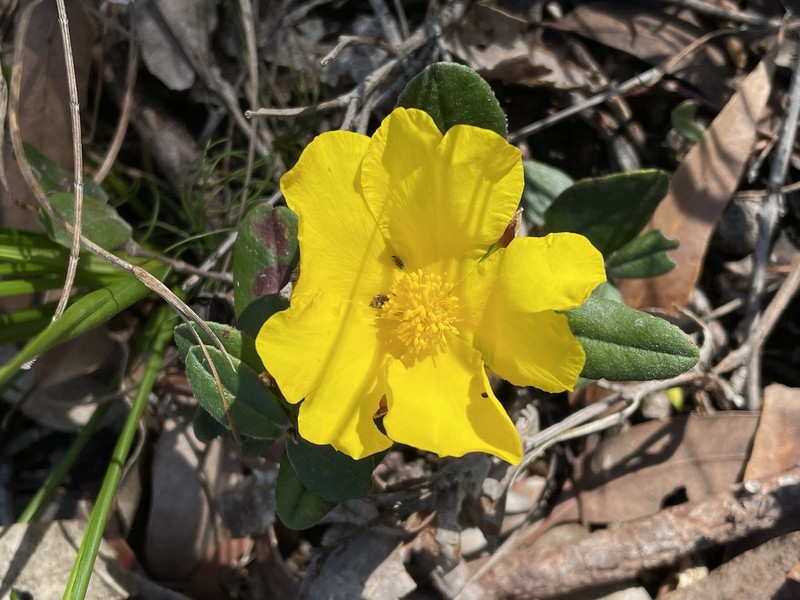 Hibbertia spectabilis photo 3