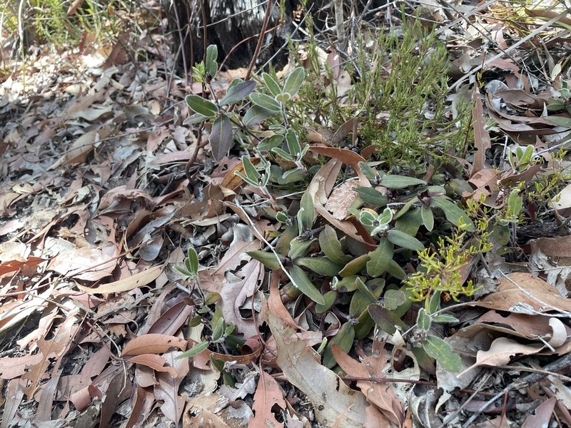 Hibbertia spectabilis photo 4
