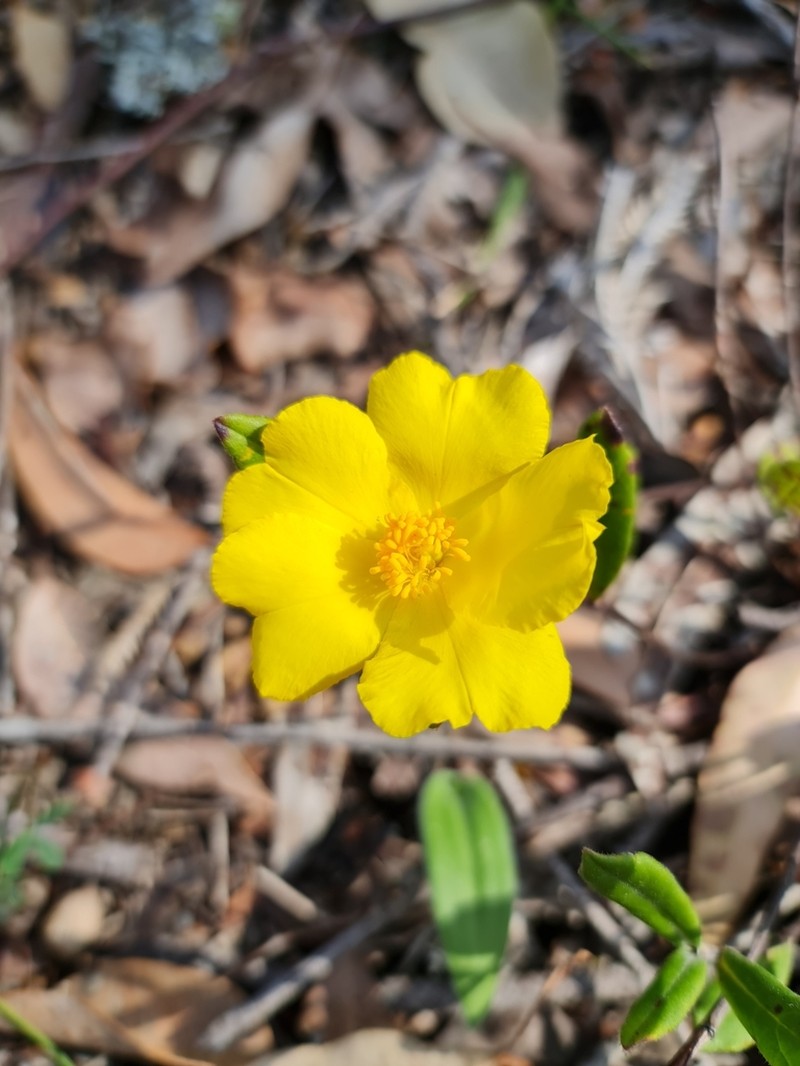 Hibbertia spectabilis photo 5