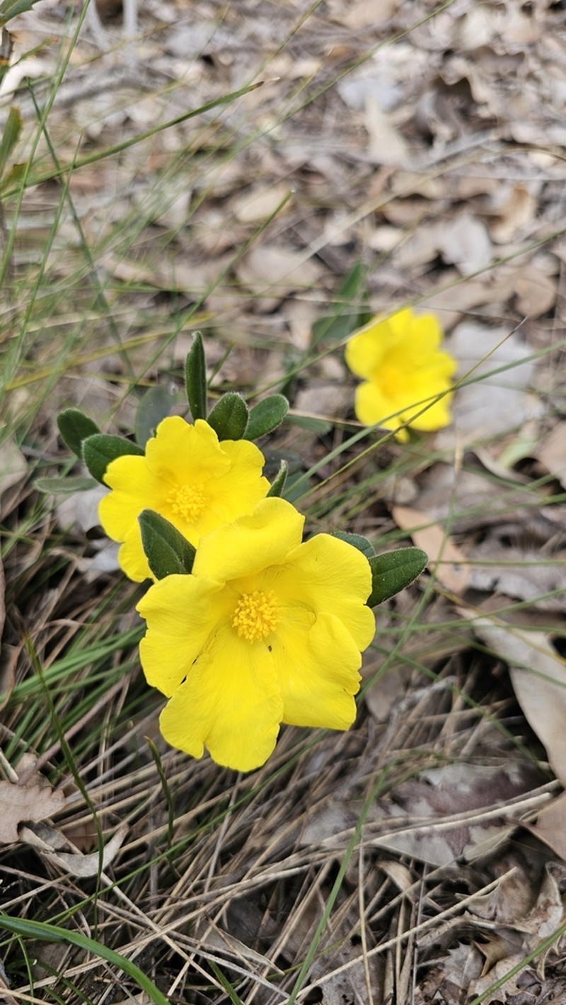 Hibbertia spectabilis photo 6