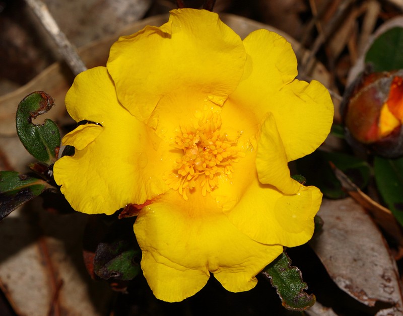 Hibbertia spectabilis photo 7