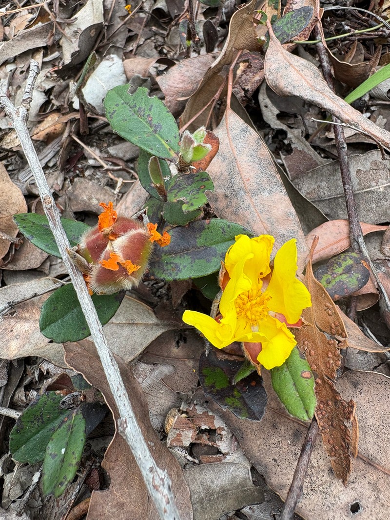 Hibbertia spectabilis photo 8