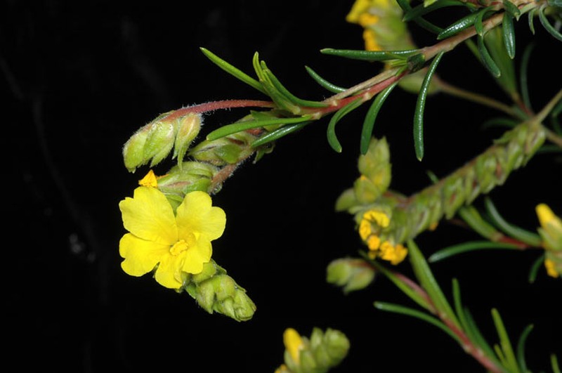 Hibbertia spicata
