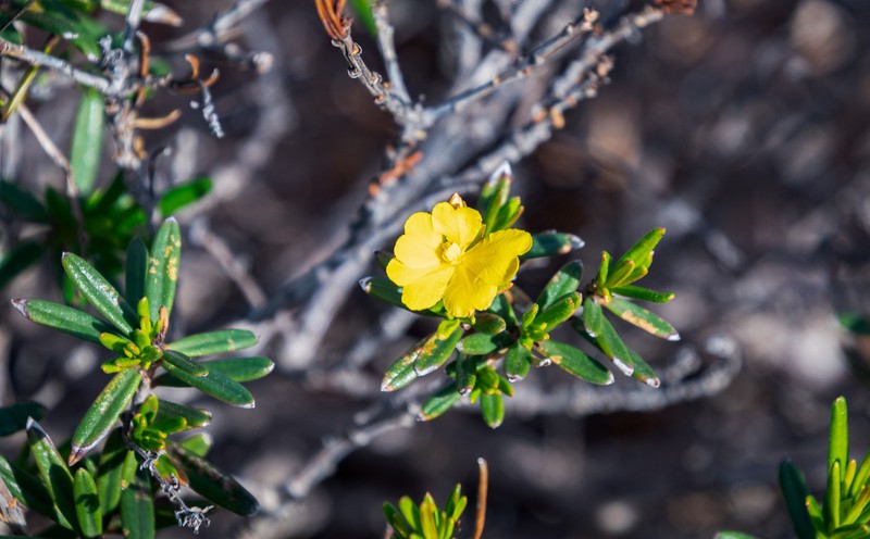 Hibbertia spicata photo 2