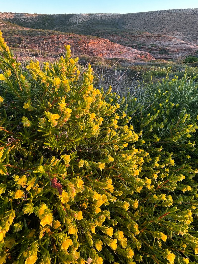 Hibbertia spicata photo 3