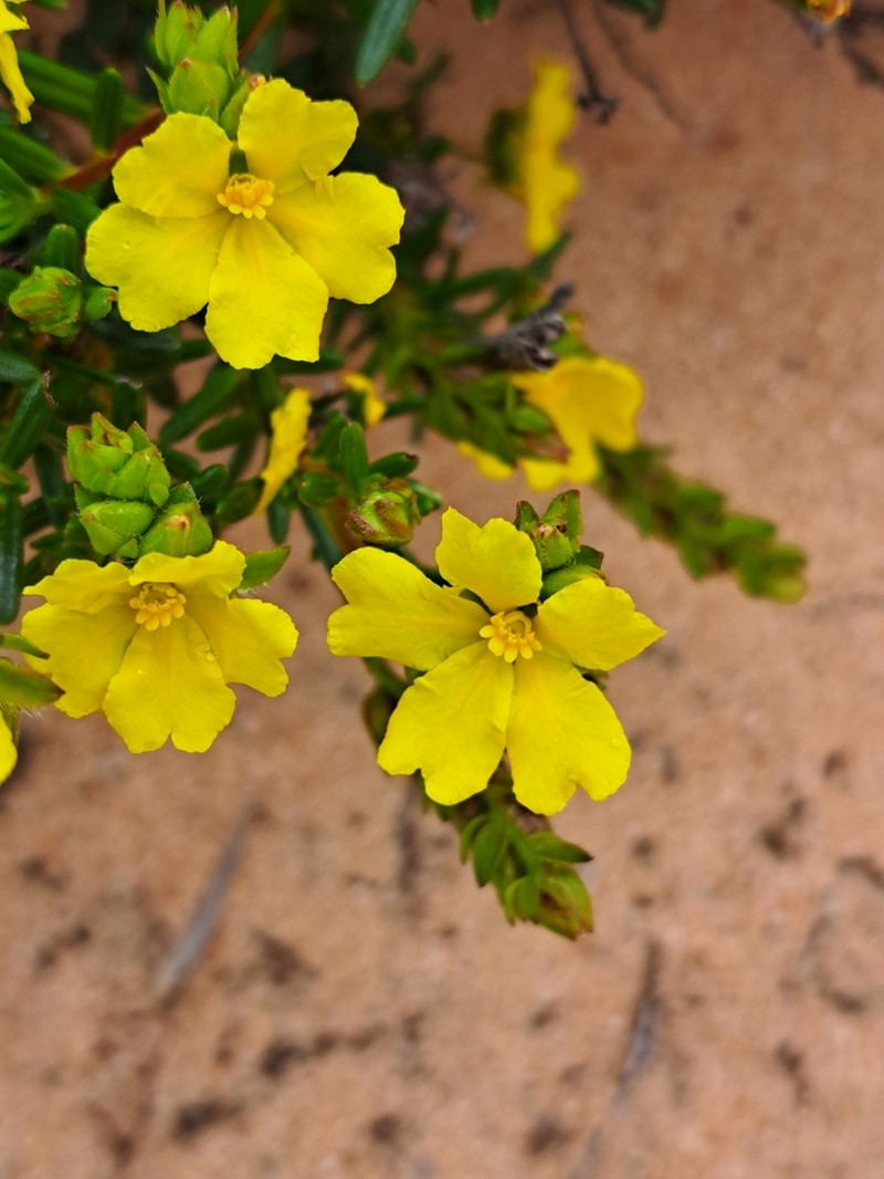Hibbertia spicata photo 4