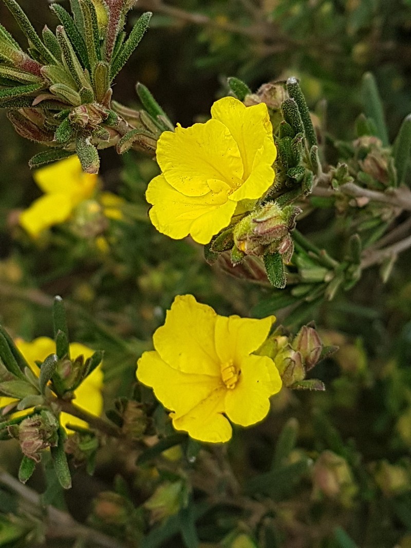 Hibbertia spicata photo 5