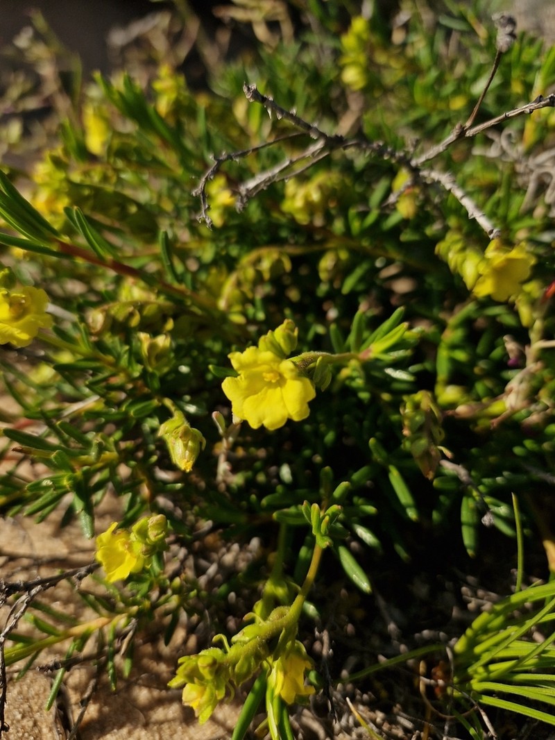 Hibbertia spicata photo 6