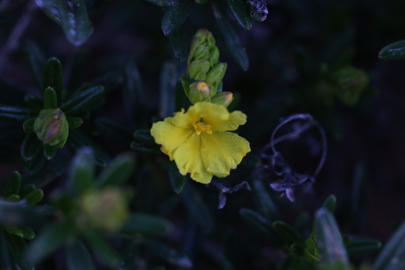 Hibbertia spicata photo 7