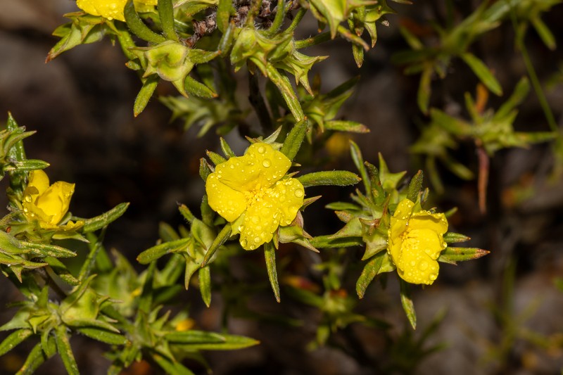 Hibbertia squarrosa