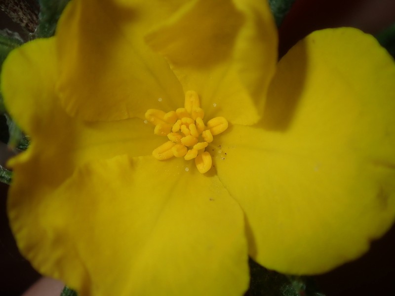 Hibbertia squarrosa photo 2