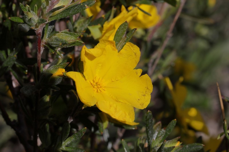 Hibbertia squarrosa photo 3