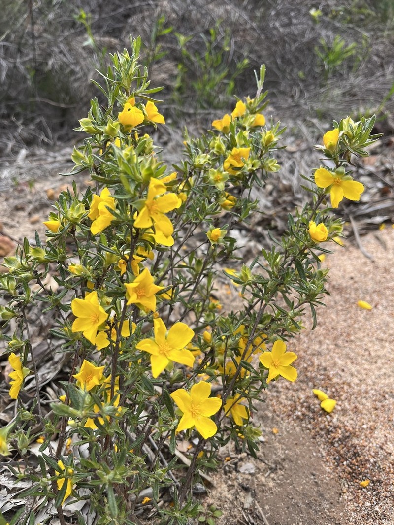 Hibbertia squarrosa photo 5