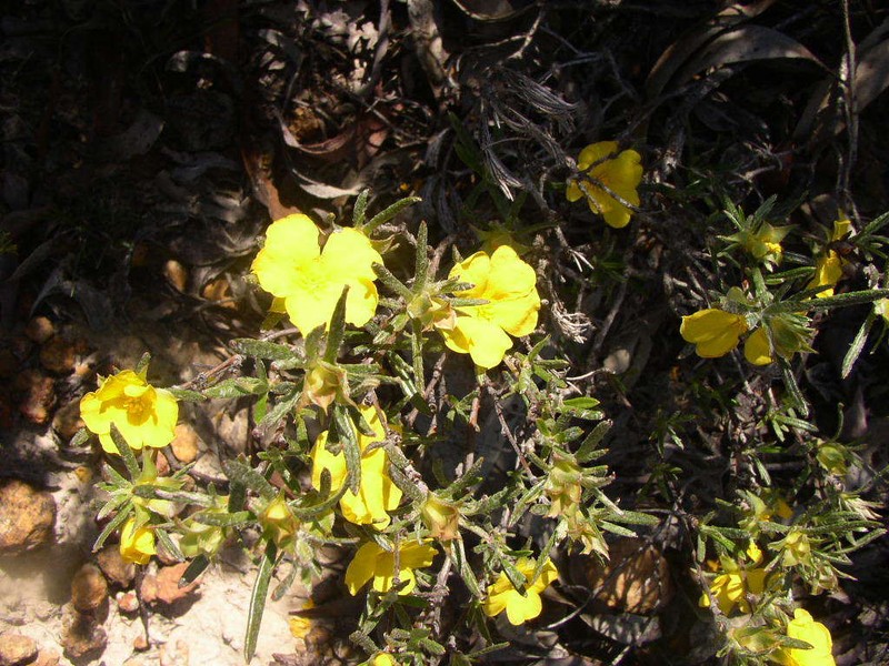 Hibbertia squarrosa photo 6