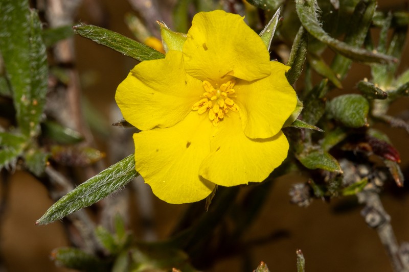 Hibbertia squarrosa photo 7