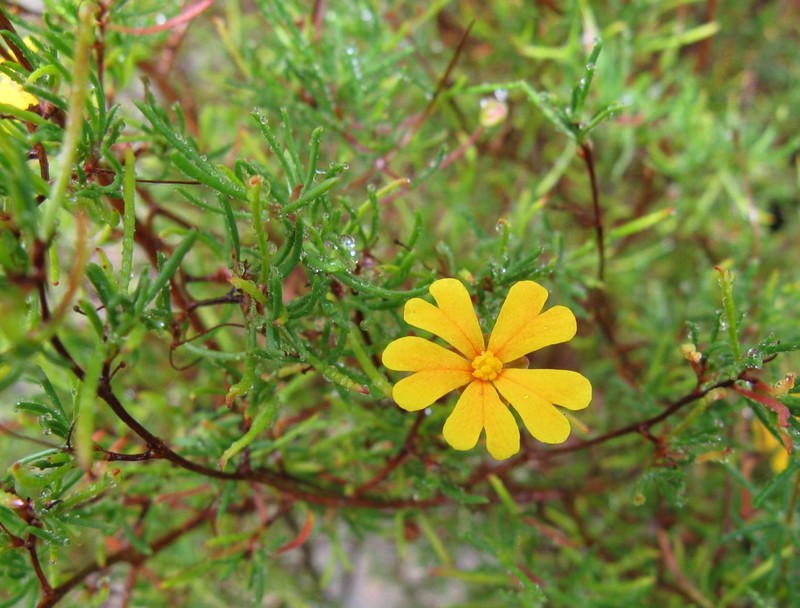 Hibbertia stellaris