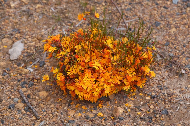 Hibbertia stellaris photo 2