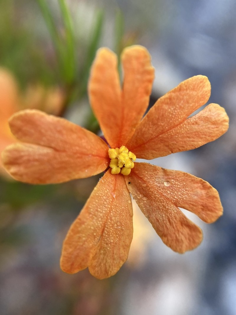 Hibbertia stellaris photo 3