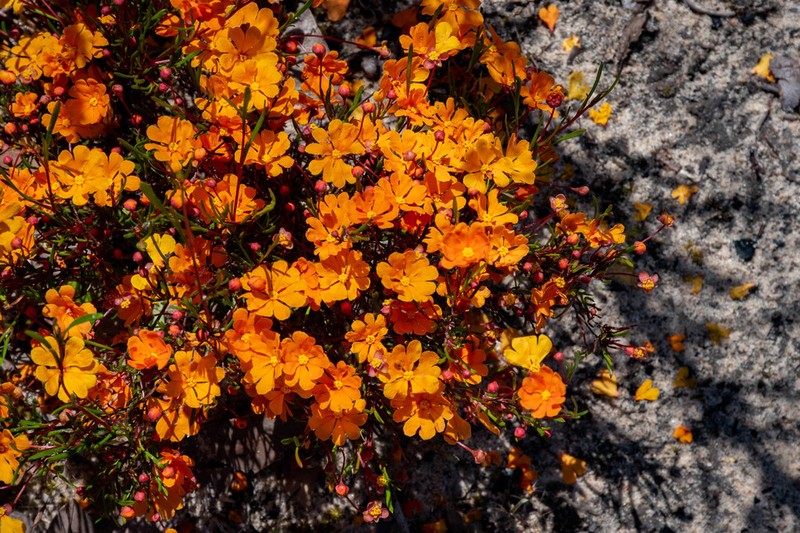 Hibbertia stellaris photo 4