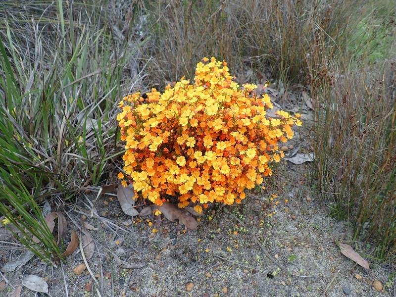 Hibbertia stellaris photo 5