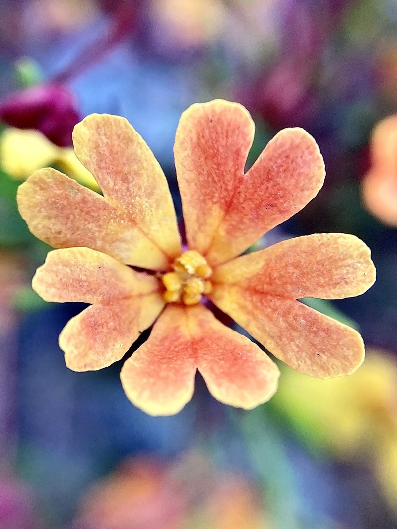Hibbertia stellaris photo 6