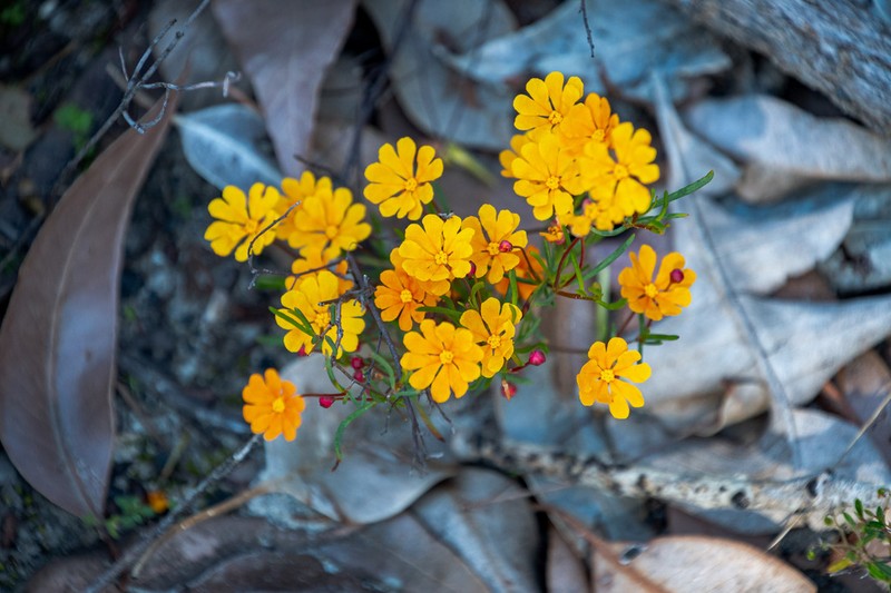 Hibbertia stellaris photo 7