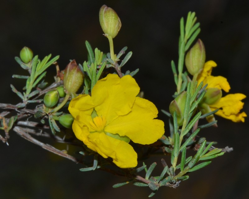 Hibbertia stenophylla