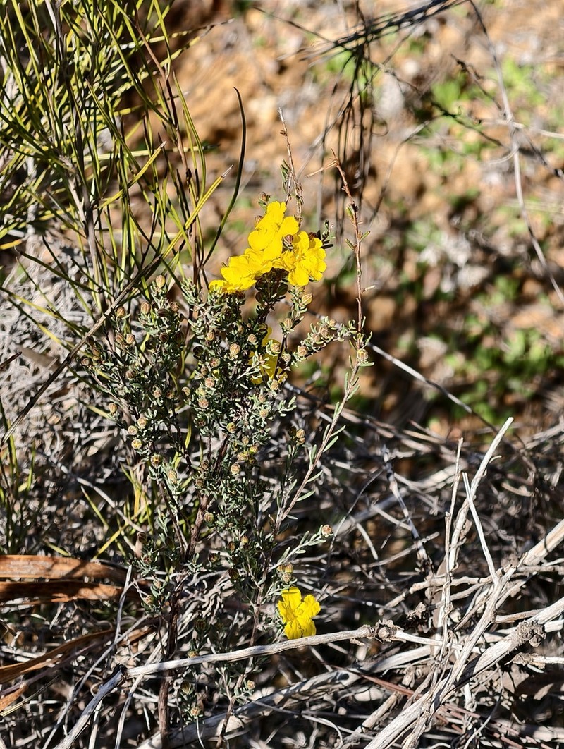 Hibbertia stenophylla photo 2