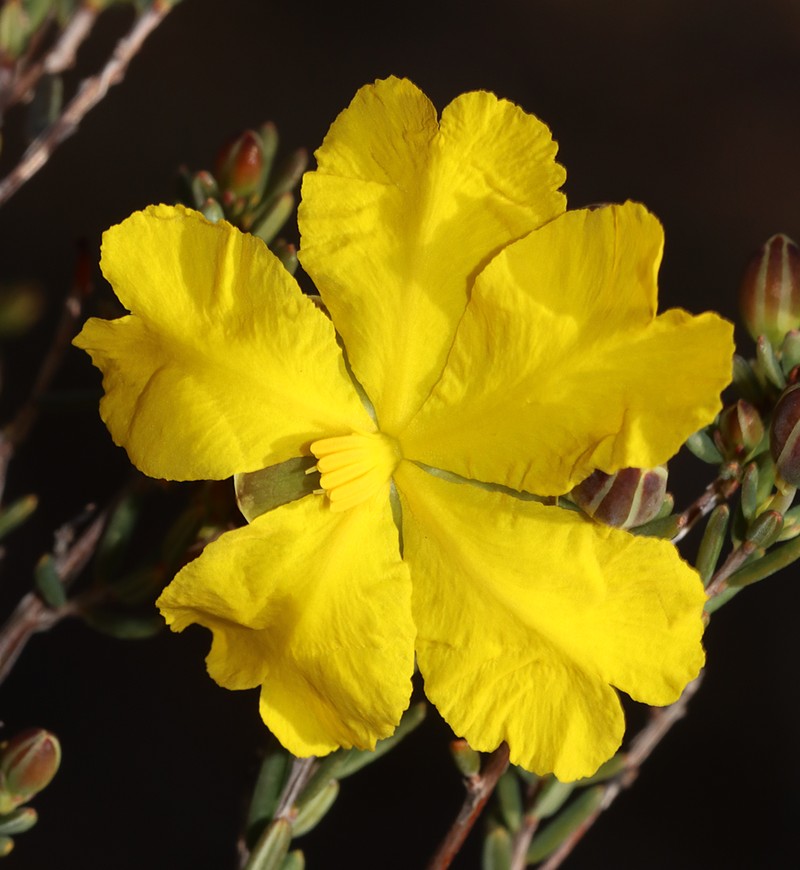 Hibbertia stenophylla photo 3