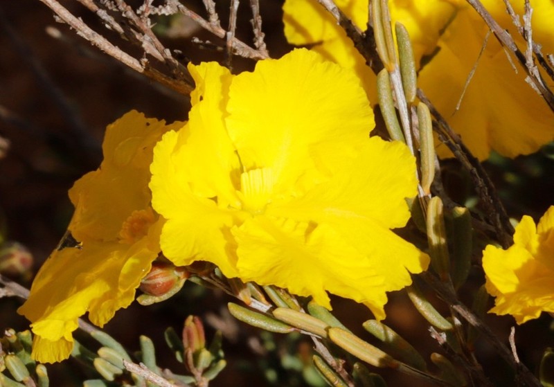 Hibbertia stenophylla photo 4