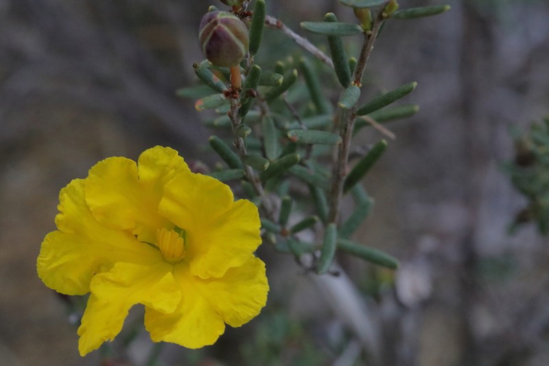 Hibbertia stenophylla photo 5