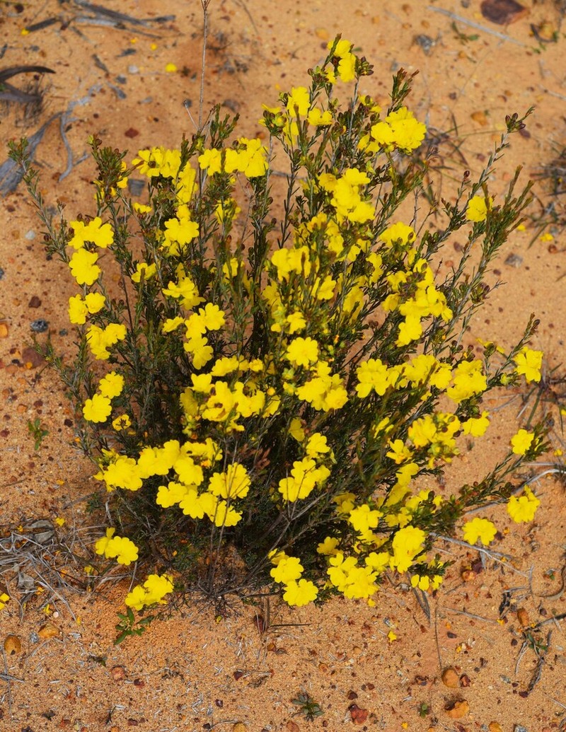 Hibbertia stenophylla photo 6