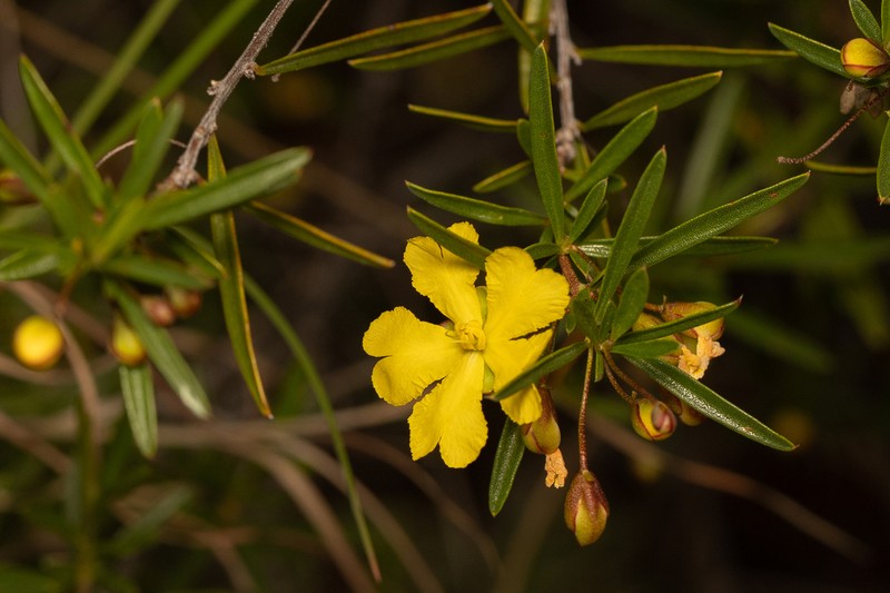 Hibbertia stirlingii photo 2