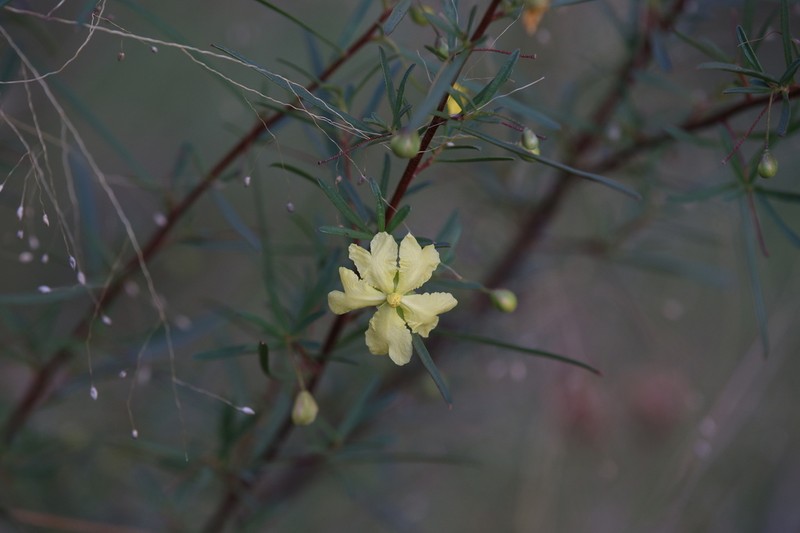 Hibbertia stirlingii photo 3