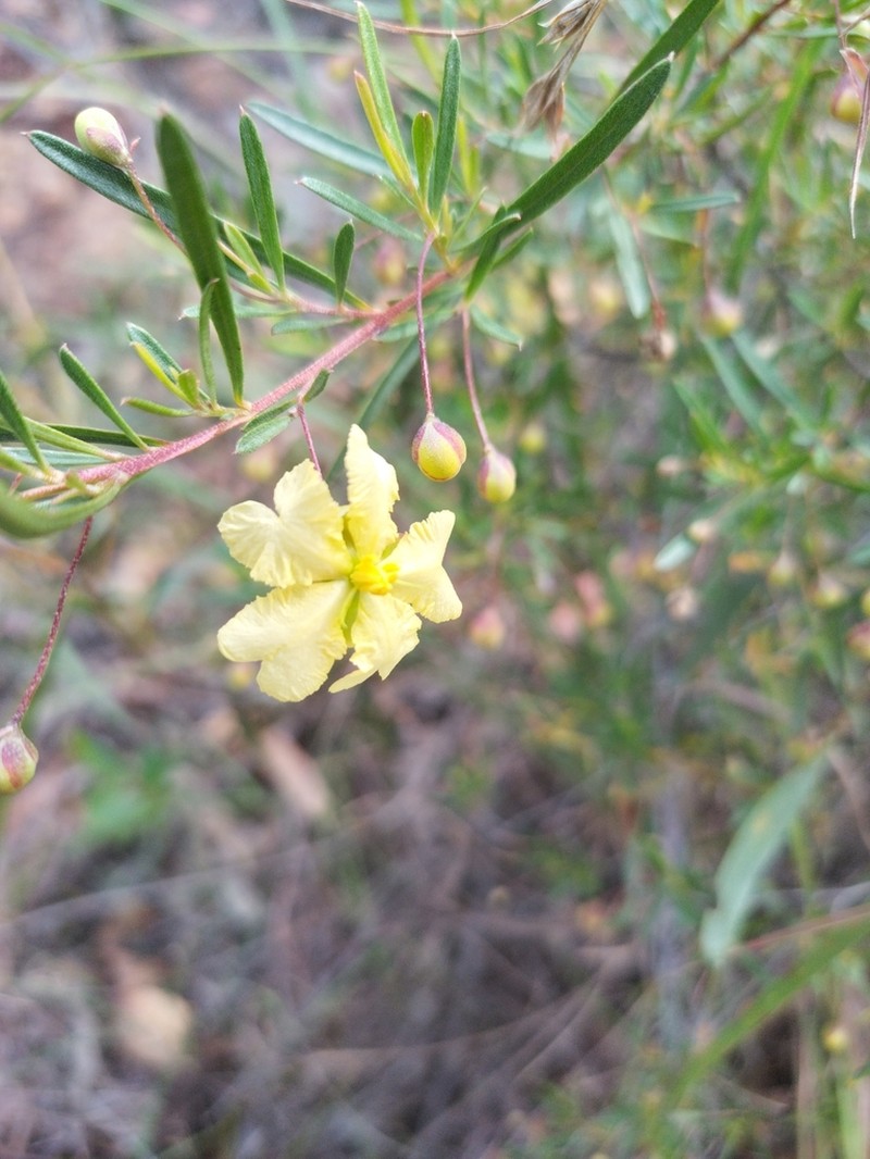 Hibbertia stirlingii photo 4