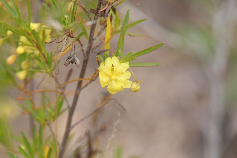 Hibbertia stirlingii photo 5