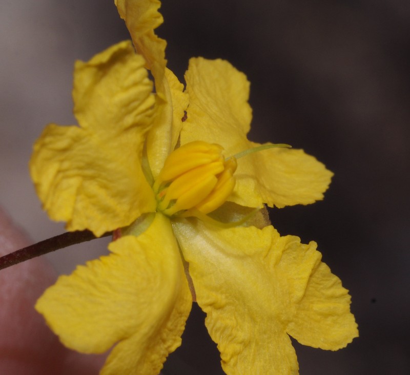Hibbertia stirlingii photo 6