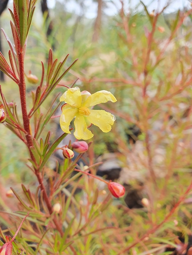 Hibbertia stirlingii photo 7