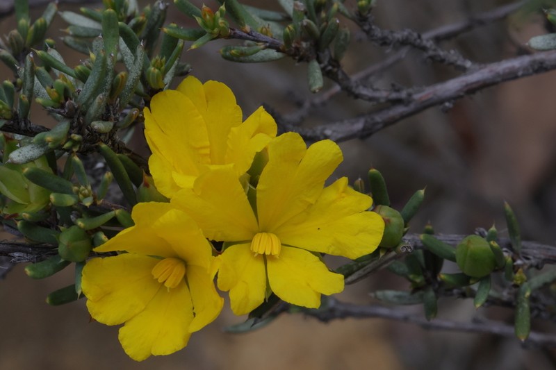 Hibbertia stowardii photo 2