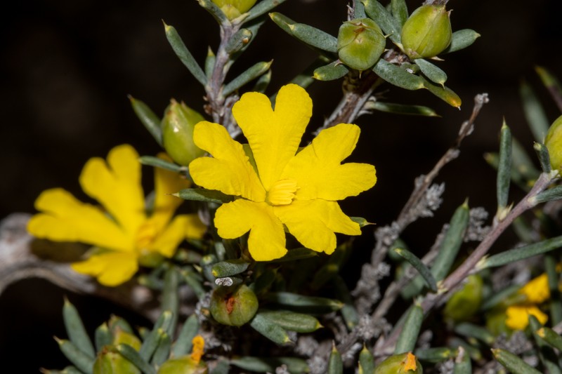 Hibbertia stowardii photo 6