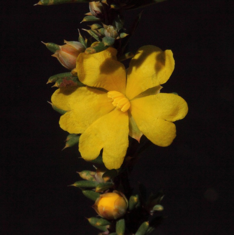 Hibbertia stowardii photo 7