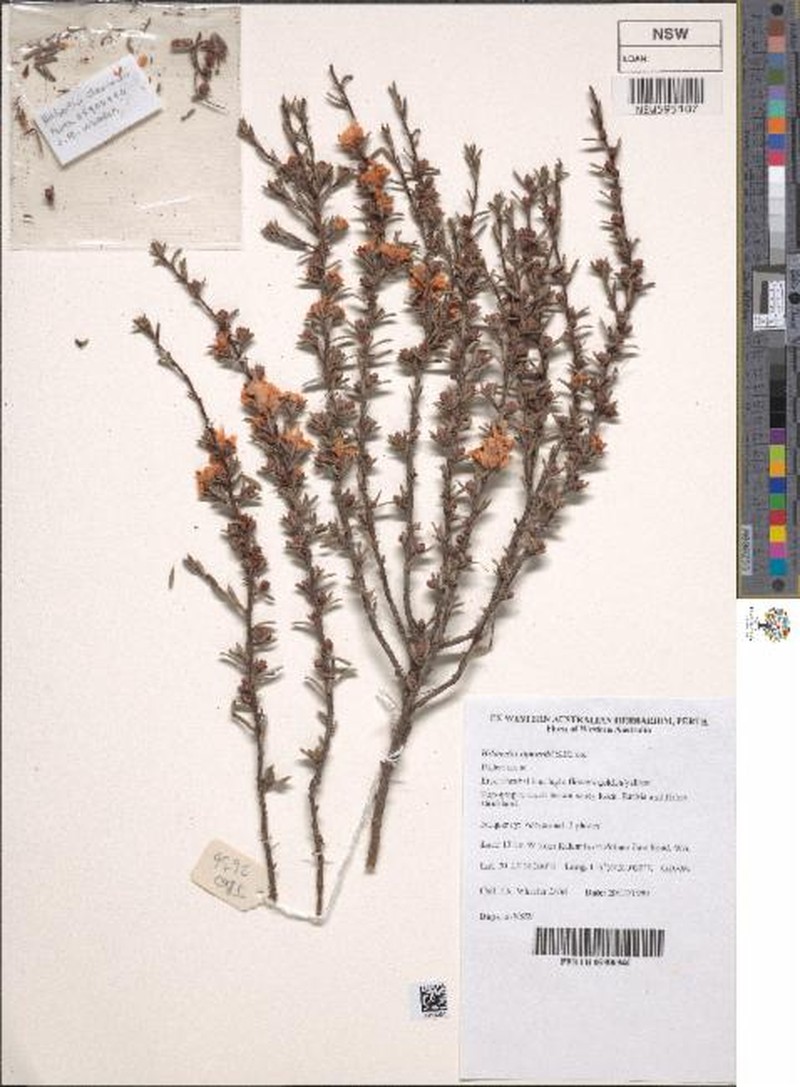 Hibbertia stowardii photo 8