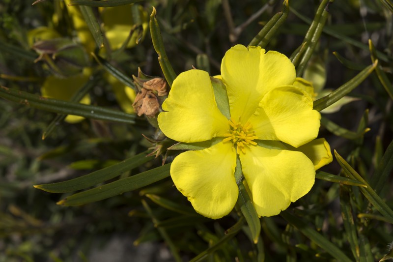 Hibbertia striata
