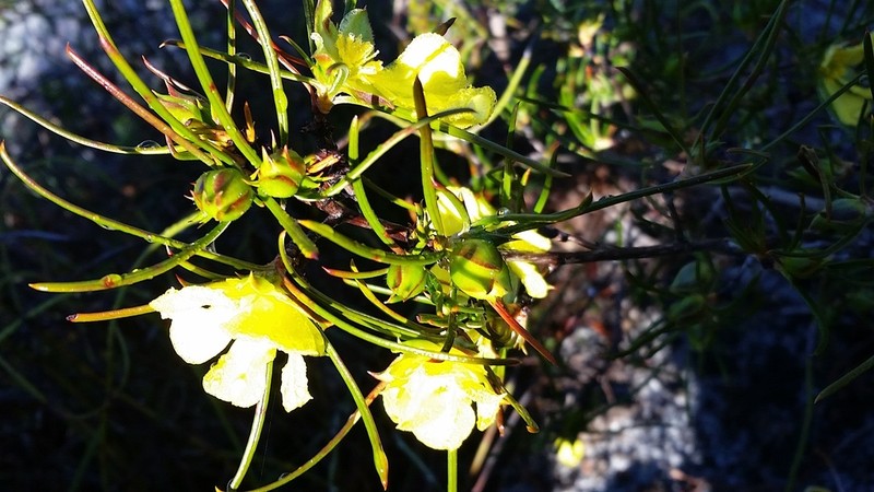 Hibbertia striata photo 2