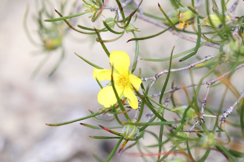 Hibbertia striata photo 3