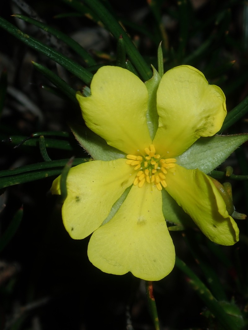 Hibbertia striata photo 4