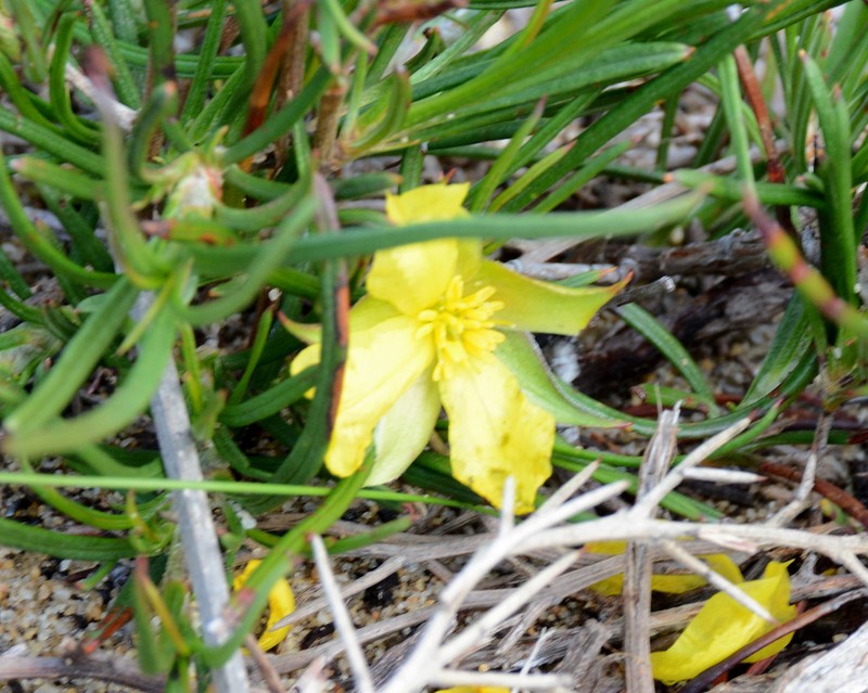 Hibbertia striata photo 5
