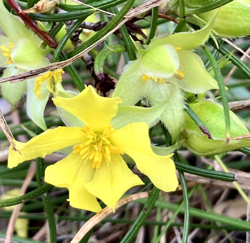 Hibbertia striata photo 6
