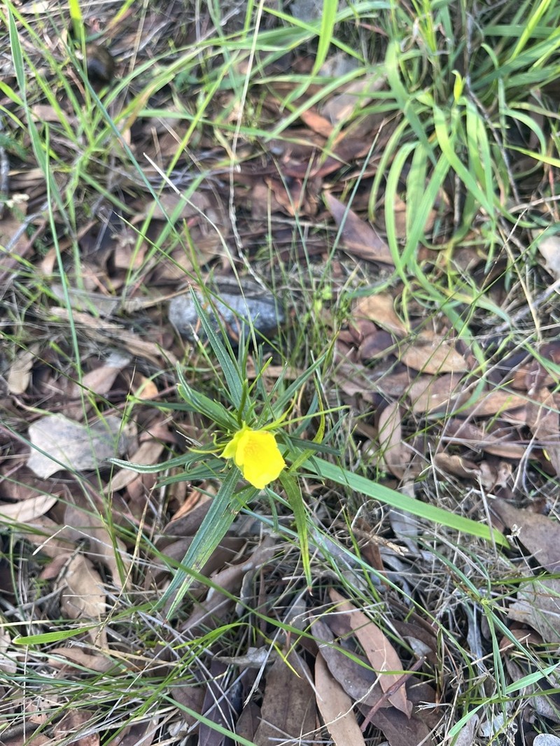 Hibbertia striata photo 7
