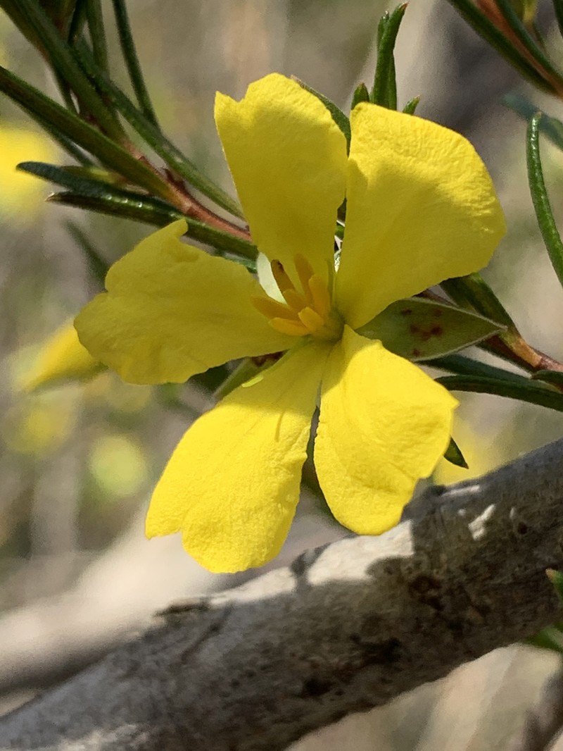 Hibbertia stricta
